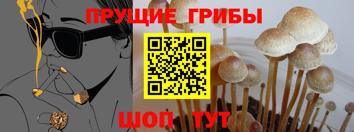Псилоцибиновые грибы Cubensis  Галлюциногенные грибы MAGIC MUSHROOMS  Вход с VPN  Всеволожск 